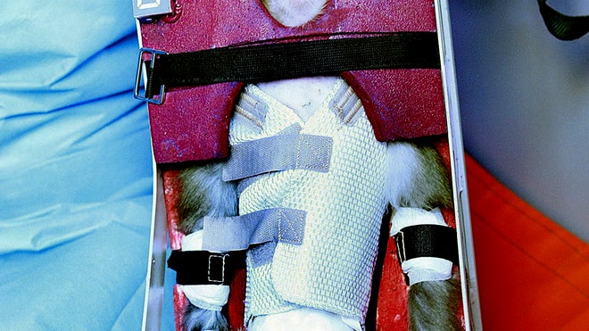 space monkey.jpg